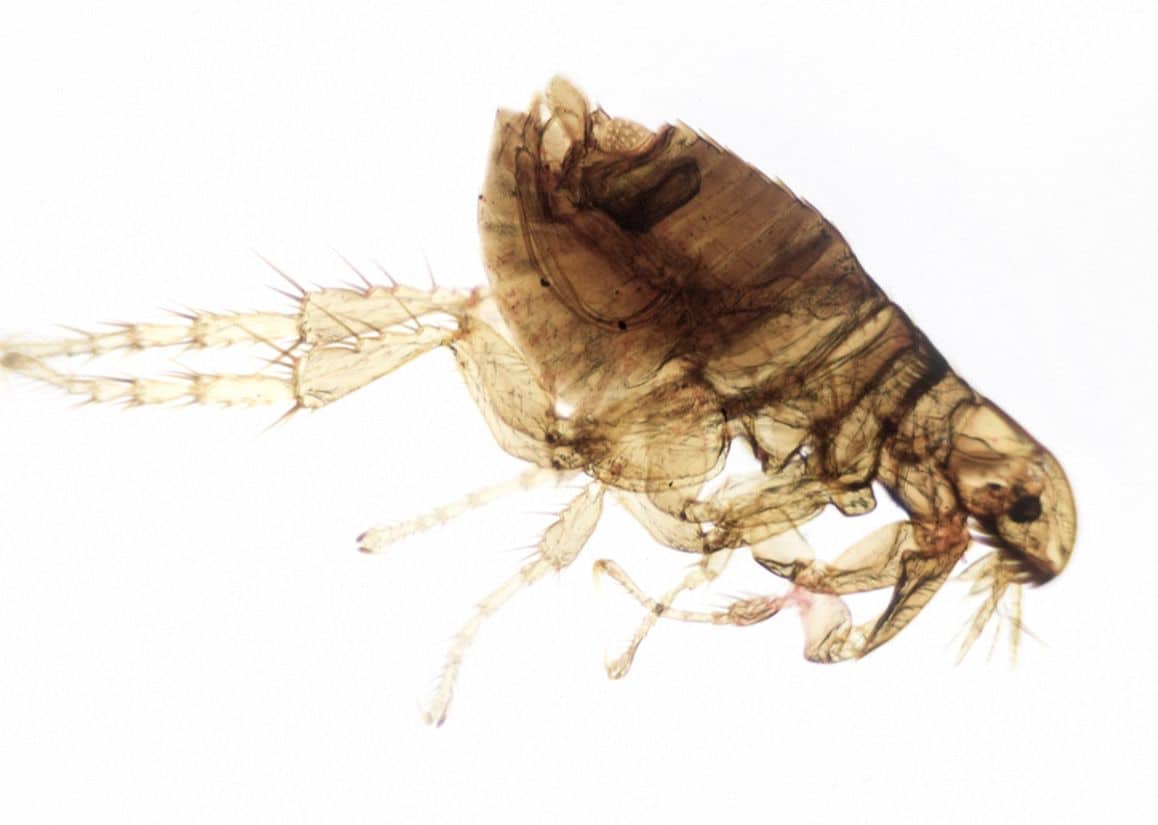 Fleas - Lawrence Pest Control